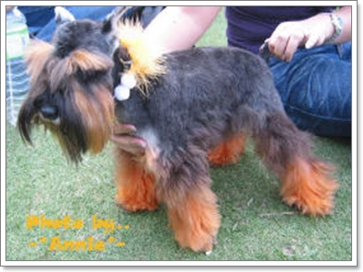 Dogilike.com :: Ң!!!