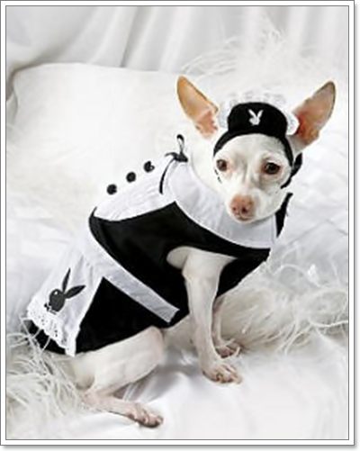 Dogilike.com :: ⵢ˹ҡ?? 