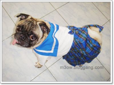 Dogilike.com :: ⵢ˹ҡ?? 