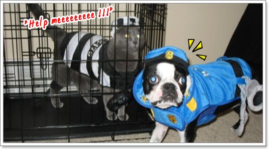 Dogilike.com :: ⵢ˹ҡ?? 