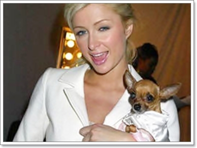 Dogilike.com :: TinkerBell ͧ Ԩ (???)