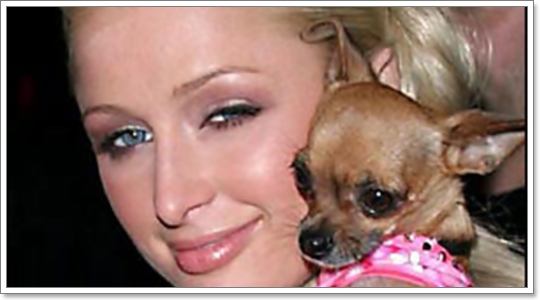 Dogilike.com :: TinkerBell ͧ Ԩ (???)