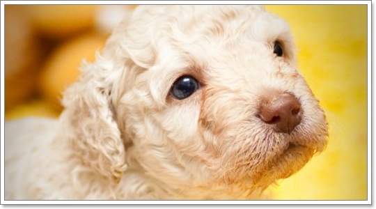 Dogilike.com :: โรคทางพันธุกรรม อันตรายที่แฝงกายในลูกหมา