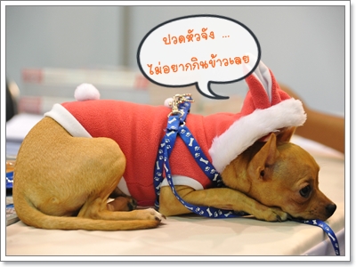 Dogilike.com :: Źͧ㹪ǧѡ鹨ҡҡû