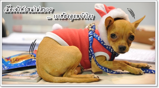 Dogilike.com :: Źͧ㹪ǧѡ鹨ҡҡû