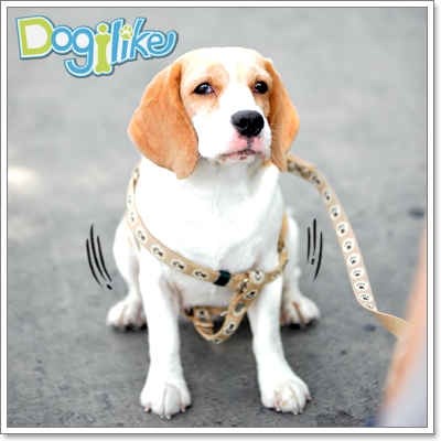 Dogilike.com :: ͧҩʹ ѭҳ·ͧѧ!!