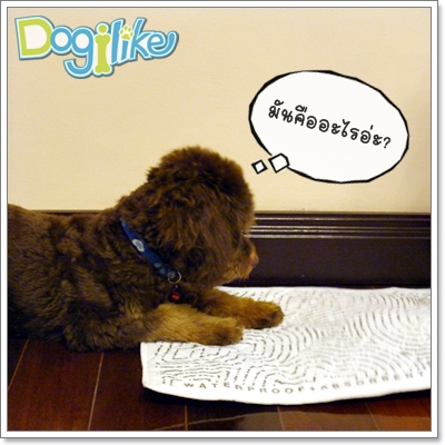 Dogilike.com :: REVIEW ͧѺعѢ Pet Pee Pad 