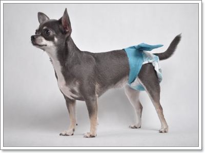 Dogilike.com :: ҧࡧ͹ͺѺعѢ 