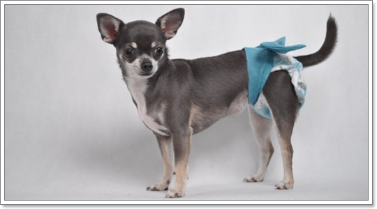 Dogilike.com :: ҧࡧ͹ͺѺعѢ 