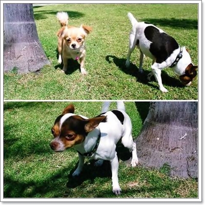 Dogilike.com :: ҧࡧ͹ͺѺعѢ 