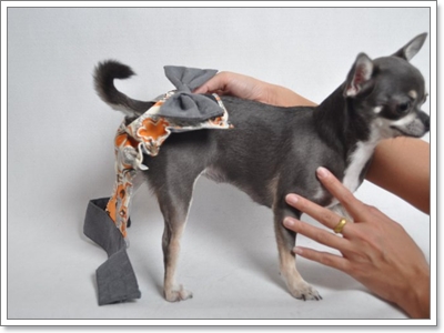 Dogilike.com :: ҧࡧ͹ͺѺعѢ 