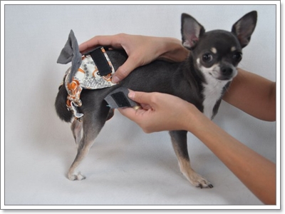 Dogilike.com :: ҧࡧ͹ͺѺعѢ 