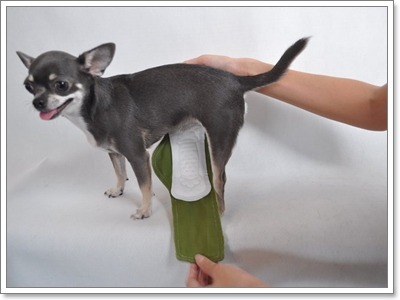 Dogilike.com :: ҧࡧ͹ͺѺعѢ 