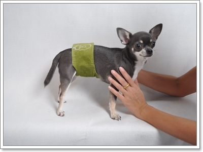 Dogilike.com :: ҧࡧ͹ͺѺعѢ 