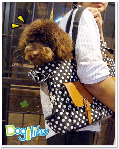 Dogilike.com :: REVIEW : ͧ Loveabledog