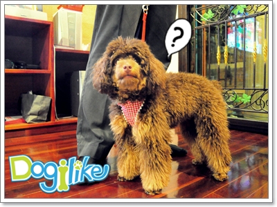 Dogilike.com :: REVIEW : ¨٧ + Ѵ͡ Ҩҡ