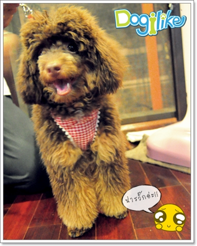 Dogilike.com :: REVIEW : ¨٧ + Ѵ͡ Ҩҡ