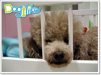 Dogilike.com :: REVIEW : §ͧ sweet memory classic