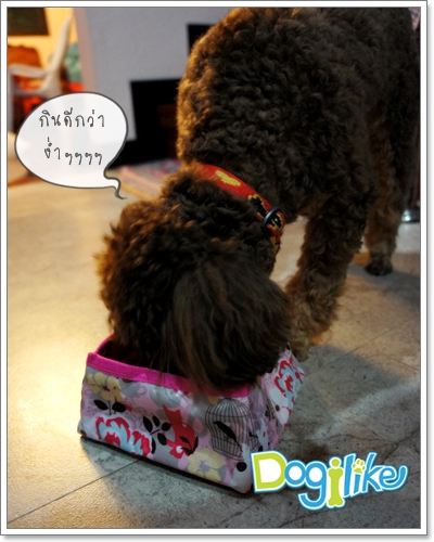 Dogilike.com :: REVIEW : ชามอาหารสุนัขสำหรับพกพา