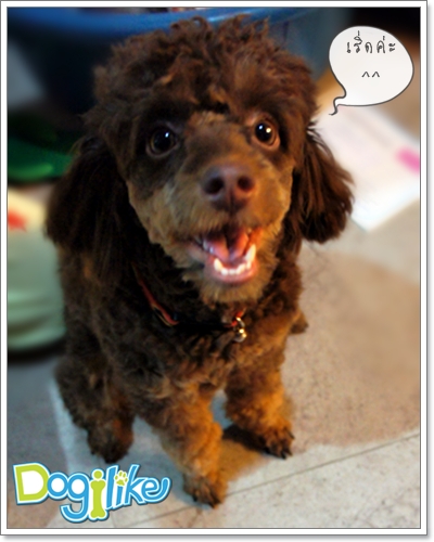 Dogilike.com :: REVIEW : ชามอาหารสุนัขสำหรับพกพา