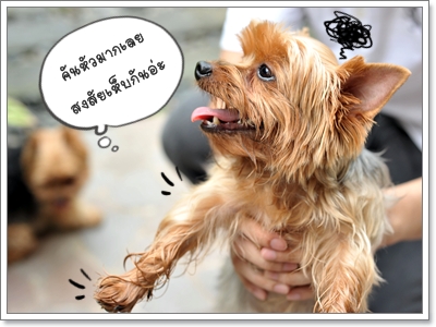 Dogilike.com :: ´ӨѴѴ