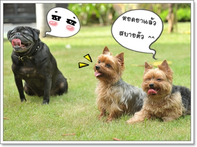 Dogilike.com :: ´ӨѴѴ