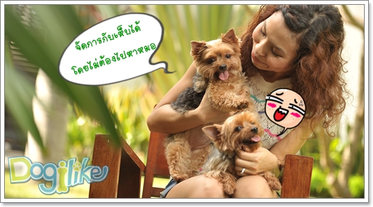 Dogilike.com :: ´ӨѴѴ