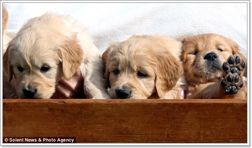 Dogilike.com :: سѧ عѢ͡á