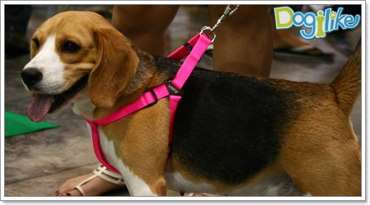Dogilike.com :: ҡ  FCI Dog Show 2010