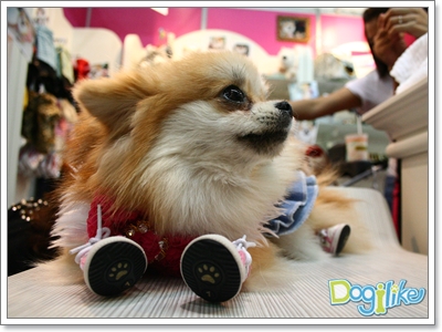 Dogilike.com :: ҡ  FCI Dog Show 2010