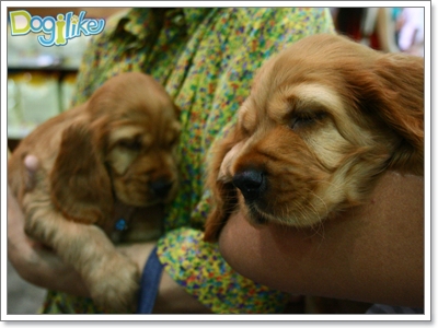 Dogilike.com :: ҡ  FCI Dog Show 2010