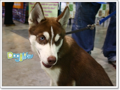Dogilike.com :: ҡ  FCI Dog Show 2010