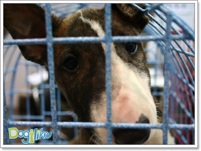 Dogilike.com :: ҡ  FCI Dog Show 2010
