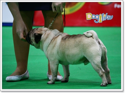 Dogilike.com :: ҡ  FCI Dog Show 2010