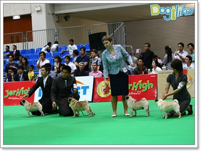 Dogilike.com :: ҡ  FCI Dog Show 2010