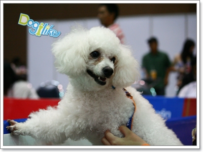 Dogilike.com :: ҡ  FCI Dog Show 2010
