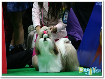 Dogilike.com :: ҡ  FCI Dog Show 2010