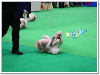 Dogilike.com :: ҡ  FCI Dog Show 2010