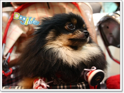 Dogilike.com :: ҡ  FCI Dog Show 2010