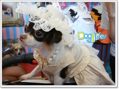 Dogilike.com :: ҡ Dog community party 2010