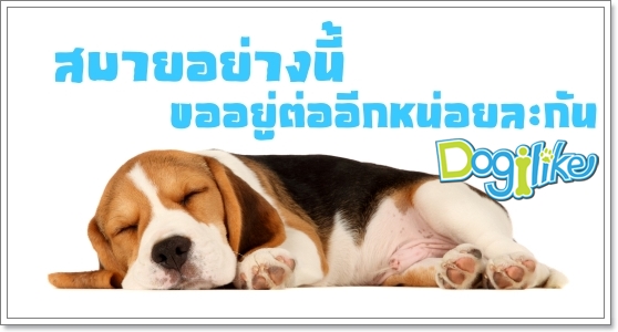 Dogilike.com :: çͧͧ