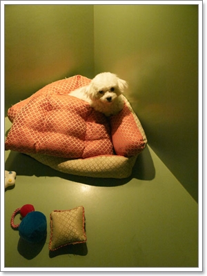 Dogilike.com :: โรงแรมของน้องหมา Dogilike.com :: โรงแรมของน้องหมา