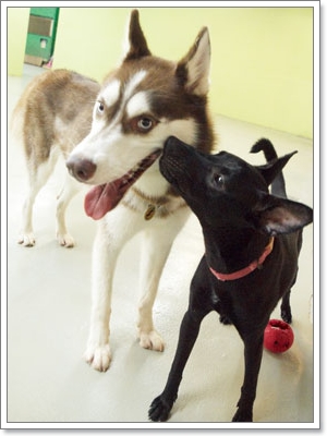 Dogilike.com :: çͧͧ