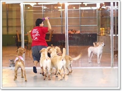 Dogilike.com :: โรงแรมของน้องหมา Dogilike.com :: โรงแรมของน้องหมา