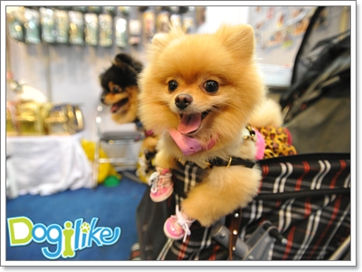 Dogilike.com ::  Dog Expo ҧ  Ҵٺҡȡѹ