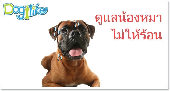 Dogilike.com :: Źͧ͹