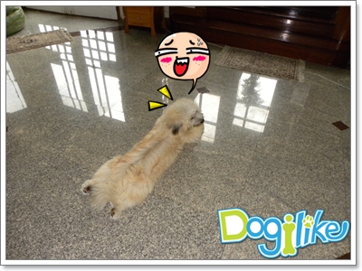 Dogilike.com :: Źͧ͹
