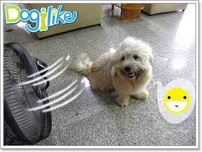 Dogilike.com :: ดูแลน้องหมาไม่ให้ร้อน Dogilike.com :: ดูแลน้องหมาไม่ให้ร้อน