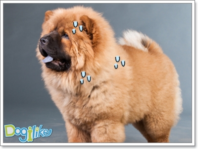 7 สิ่งน่ากลัว เมื่อสุนัขอ้วน (2) | Dogilike.Com