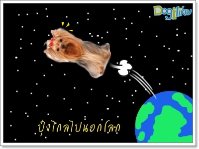 Dogilike.com :: ͧһ~ 䧴